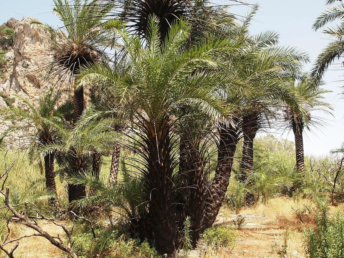 Palmiers de Crète dans la palmeraie de Preveli